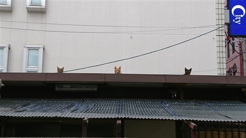 「この写真の中に猫がいます」