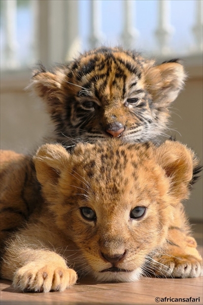 アフリカンサファリ