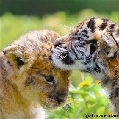 アフリカンサファリ