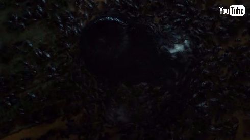 Rings リング アメリカ