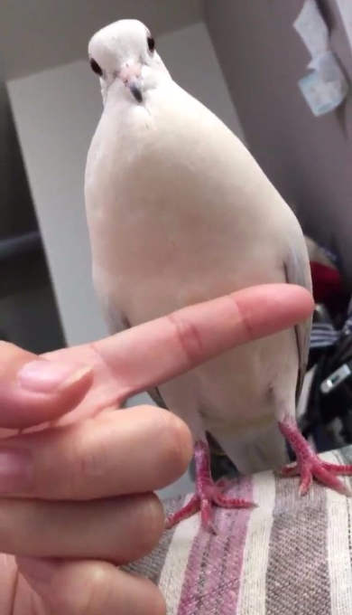 鳩 もちもち ジュズカケバト リンネ