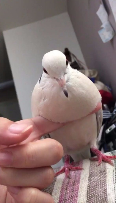 鳩 もちもち ジュズカケバト リンネ