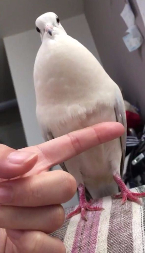 鳩 もちもち ジュズカケバト リンネ