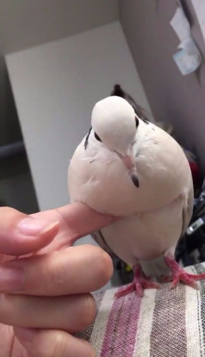 鳩 もちもち ジュズカケバト リンネ