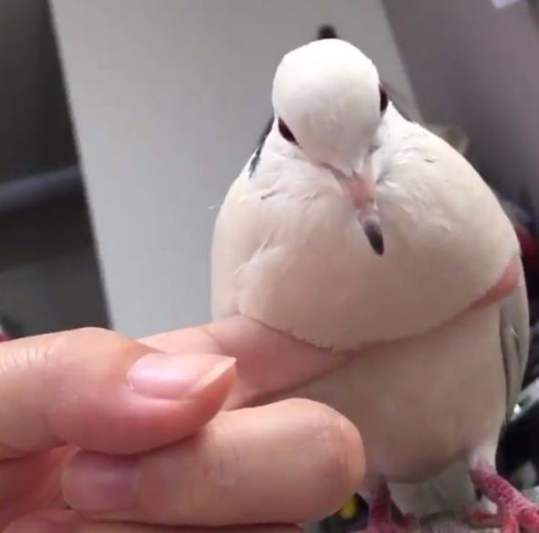 鳩 もちもち ジュズカケバト リンネ