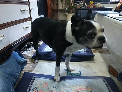 ねとらぼ生物部編集長