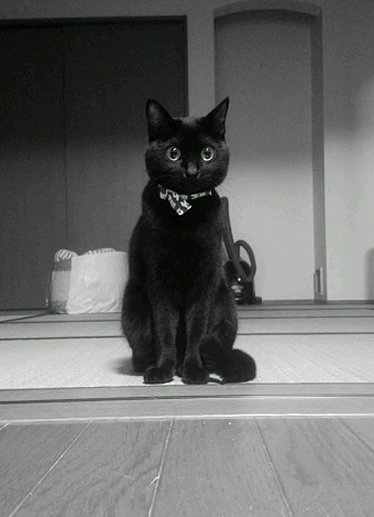 ねとらぼ生物部編集長