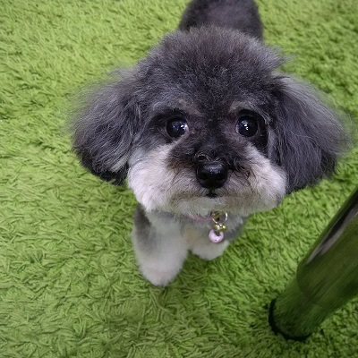 ねとらぼ生物部編集長