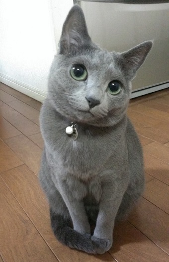 ねとらぼ生物部編集長