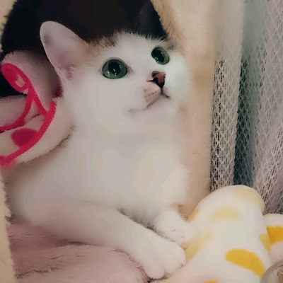 ねとらぼ生物部編集長
