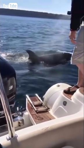 アザラシ シャチ 避難 ボート