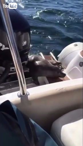 アザラシ シャチ 避難 ボート