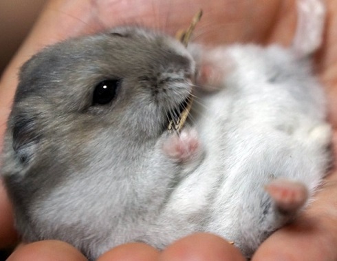 ねとらぼ生物部編集長