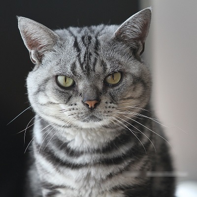 ねとらぼ生物部編集長