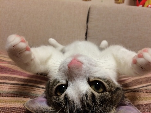 ねとらぼ生物部編集長