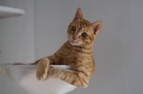 ねとらぼ生物部編集長