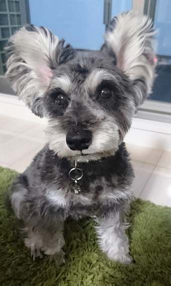 ねとらぼ生物部編集長