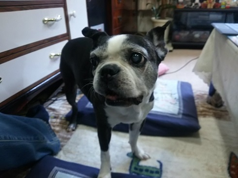 ねとらぼ生物部編集長