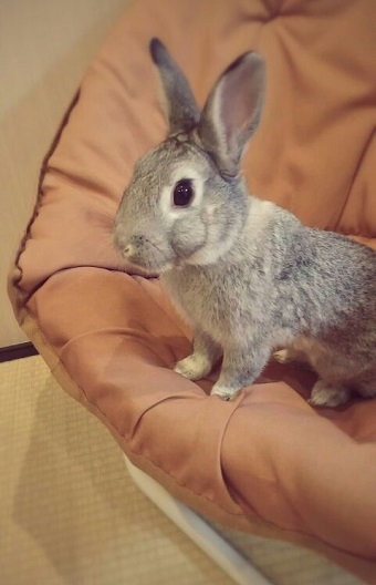 ねとらぼ生物部編集長