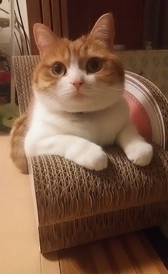 ねとらぼ生物部編集長