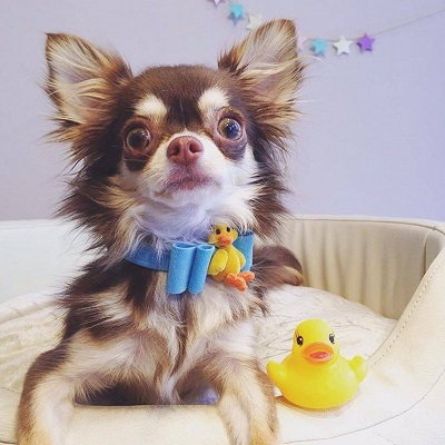 ねとらぼ生物部編集長