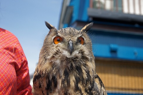 ねとらぼ生物部編集長