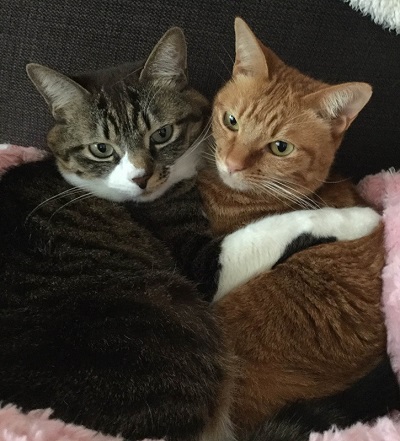 ねとらぼ生物部編集長