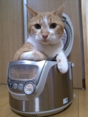 ねとらぼ生物部編集長