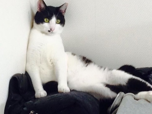 ねとらぼ生物部編集長