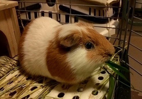 ねとらぼ生物部編集長