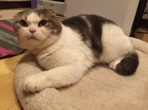 ねとらぼ生物部編集長