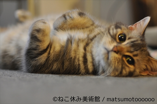 ねこ休み美術館