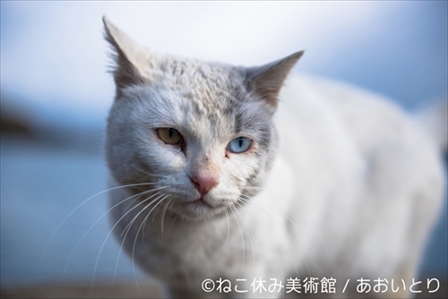 ねこ休み美術館