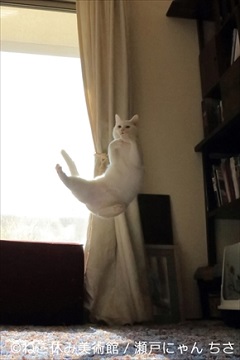 ねこ休み美術館