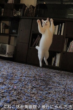 ねこ休み美術館