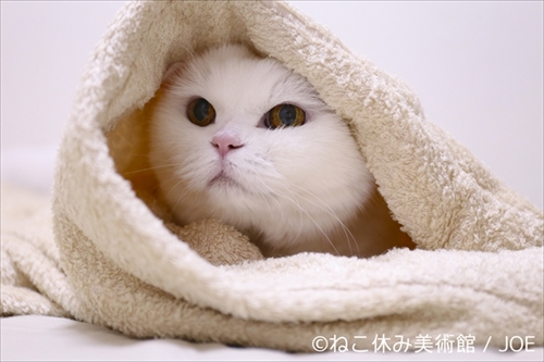 ねこ休み美術館