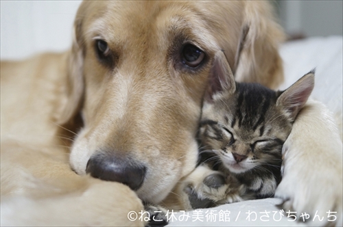 ねこ休み美術館