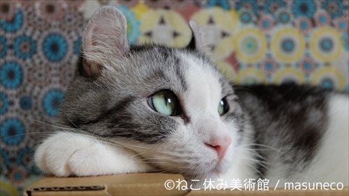 ねこ休み美術館