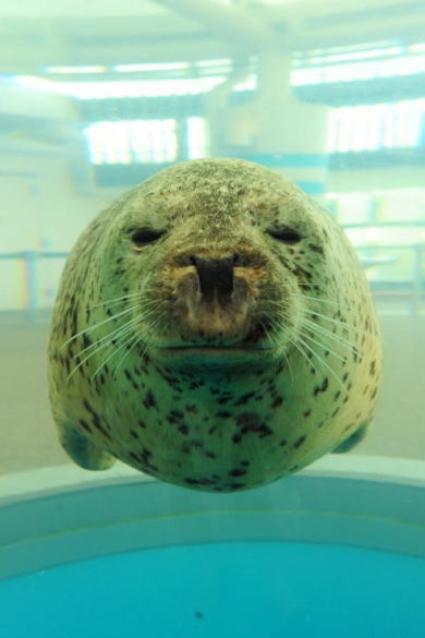 まんまるアザラシ