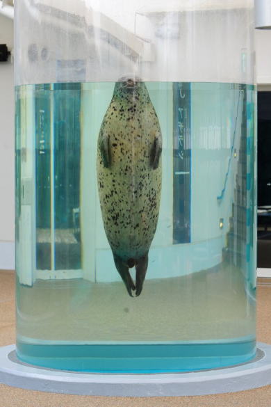 まんまるアザラシ