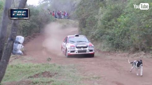 ラリー 犬 ジャンプ 回避