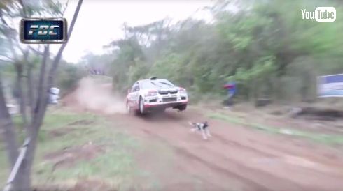 ラリー 犬 ジャンプ 回避