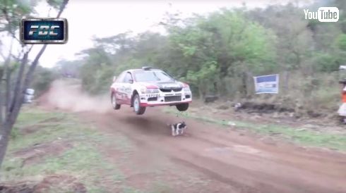 ラリー 犬 ジャンプ 回避