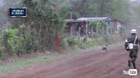 ラリー 犬 ジャンプ 回避