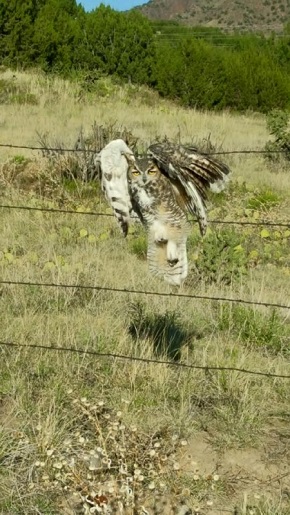 アメリカでフクロウが有刺鉄線に引っ掛かる事故発生
