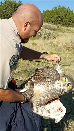 アメリカでフクロウが有刺鉄線に引っ掛かる事故発生