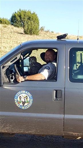 アメリカでフクロウが有刺鉄線に引っ掛かる事故発生