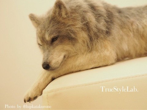 オオカミ 羊毛フェルト 和展 True Style Lab