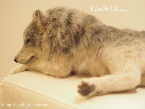 オオカミ 羊毛フェルト 和展 True Style Lab