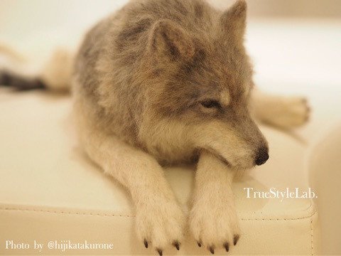 オオカミ 羊毛フェルト 和展 True Style Lab